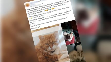 Stéphanie, la maîtresse de Def, a partagé des photos de son chat retrouvé dans le Finistère sur son compte Facebook. (CAPTURE D'ÉCRAN FACEBOOK / FRANCEINFO)