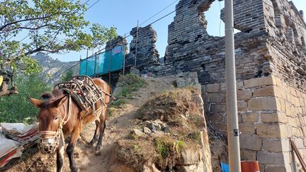 Des ânes portent les matériaux de restauration de la Grande muraille de Chine sur des chemins très difficiles d’accès pour les hommes. (SEBASTIEN BERRIOT / RADIO FRANCE)