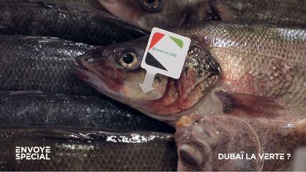 Envoyé spécial. Ferme à poissons à Dubaï