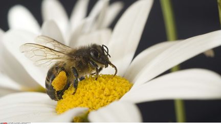 Une abeille en pleine r&eacute;colte sur une marguerite. (SUPERSTOCK / SIPA)