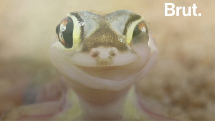 Ce petit gecko du désert a une peau translucide, des pattes palmées et d'immenses yeux qu'il nettoie avec sa langue. C'est le Pachydactylus rangei.