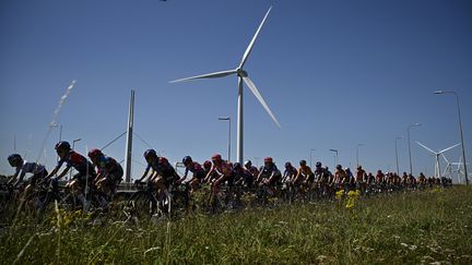 Le peloton du Tour de France femmes lors de la première étape, le 12 août 2024 aux Pays-Bas. (JULIEN DE ROSA / AFP)