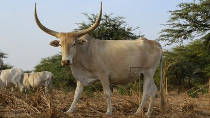 Un z&eacute;bu du S&eacute;n&eacute;gal.&nbsp; (JEAN-YVES GROSPAS / BIOSPHOTO / AFP)