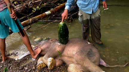 Des villageois posent aux c&ocirc;t&eacute;s du cadavre d'un &eacute;l&eacute;phanteau dans une rivi&egrave;re &agrave; Serbajadi (Indon&eacute;sie), le 21 ao&ucirc;t 2014. Les &eacute;l&eacute;phants de Sumatra sont victimes d'empoisonnements perp&eacute;tr&eacute;s par les exploitants de plantations d'huile de palme qui les consid&egrave;rent comme une menace. ( AFP )