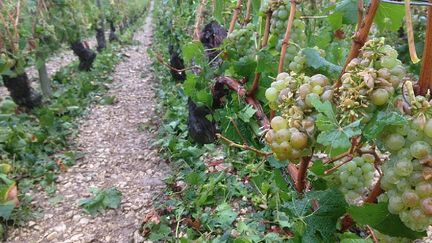 Provence : quand des vignerons acceptent d'enfouir des déchets sous leur cépage