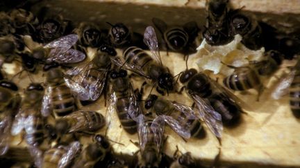 La mite "Varroa" se nourrit du sang des abeilles au stade larvaire ou adulte perce leur peau et d&eacute;forme leurs ailes. (JOHN T. FOWLER / TIPS / AFP)