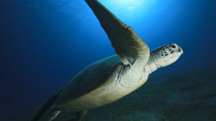 Une tortue marine en mer Rouge, au large de l'Egypte. (STUART KEASLEY / ROBERT HARDING PREMIUM / AFP)