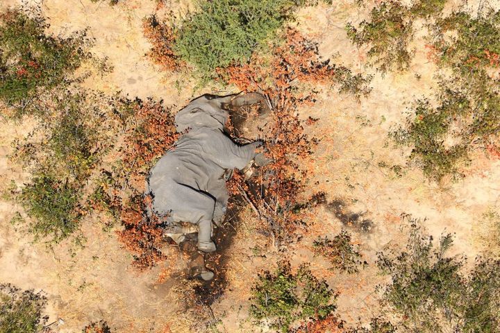 La carcasse d'un des éléphants morts dans le delta de l'Okavango.&nbsp; (AFP / NATIONAL PARK RESCUE)