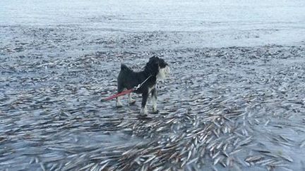 Le Norv&eacute;gien Ingolf Kristiansen a post&eacute; sur Facebook un banc de poisson gel&eacute; sur l'&icirc;le de&nbsp;de Lovund, en Norv&egrave;ge, le 12 janvier 2014. (INGOLF KRISTIANSEN / FACEBOOK)