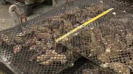 Après le bassin d'Arcachon et la Manche, certaines huîtres produites en Ille-et-Vilaine sont interdites à la pêche, à la récolte et à la commercialisation après une contamination. (France 2)