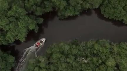 La mangrove, ce véritable poumon vert