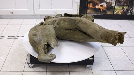 Un mammouth quasi intact de 50 000 ans exposé en Russie