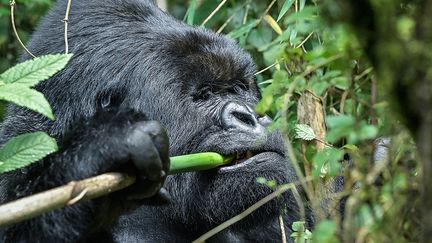 Mais cette résurrection spectaculaire n'est pas sans conséquences. Une vingtaine de familles connues et surveillées par les autorités rwandaises – contre six il y vingt-cinq ans –, vivent au bord du parc. Ces primates habitués aux humains n’hésitent plus à s'aventurer parfois en dehors de leur territoire, chercher de la nourriture chez leurs voisins humains. Un danger pour ces animaux car malgré leur force herculéenne, ils restent vulnérables aux maladies humaines, comme la grippe, la pneumonie ou même Ebola.&nbsp; &nbsp; &nbsp; (SIMON MAINA / AFP)