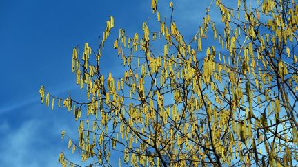 Les branches couvertes de pollen d'un noisetier dans une forêt à Düsseldorf, en Allemagne, le 14 février 2019. (HORST OSSINGER / AFP)