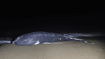 Une baleine de dix tonnes s'est échouée sur la plage de Bidart (64). (MAIRIE DE BIDART)