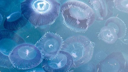 «Les méduses sont actuellement en train de prendre le pas sur tous les autres organismes marins et de devenir prépondérantes dans les mers», ajoute la scientifique. «En Méditerranée, la présence des méduses s'appuyait sur des cycles de douze ans. Trois ou quatre ans où on les voyait et huit ou neuf ans où elles semblaient disparaître. Ce cycle a commencé à se dégrader dans les années 1990 et, depuis 2000, on n'a plus connu une seule année sans méduses», précise Robert Calcagno. (Institut océanographique/Michel Dagnino)