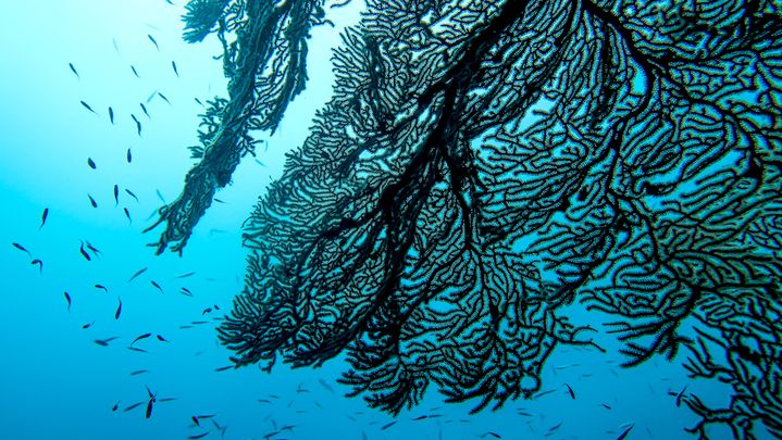 Un éventail de gorgone appartenant à la famille des coraux. (Vincent Hilaire - Fondation Tara Ocean)