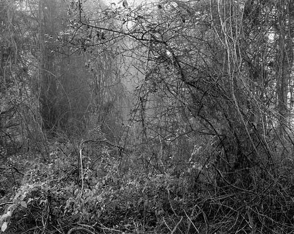 Cette photographie de Gilbert Fastenaekens a été prise dans la forêt près de Verdun et rend hommage aux soldats morts pendant la grande guerre
 (Gilbert Fastenaekens)