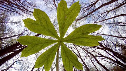 Un&nbsp;Podophylle pelt&eacute; pousse &agrave; Moreland Hills (Ohio), le 22 avril 2012. (AMY SANCETTA / AP / SIPA)