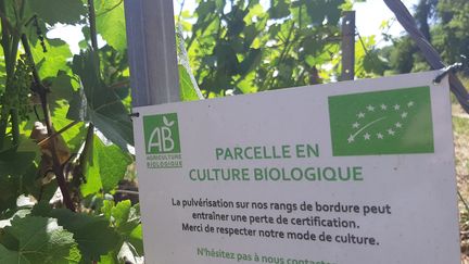 Pancarte sur des vignes de Champagne bio. (AURÉLIE JACQUAND / FRANCE-BLEU CHAMPAGNE)