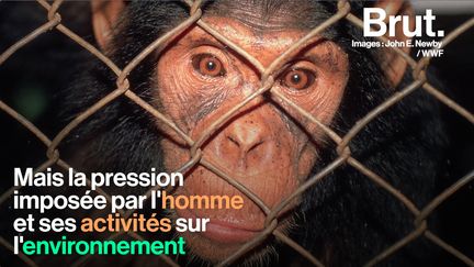 En Afrique équatoriale, une étude scientifique a mis au jour l'impact de l'homme sur les comportements des singes.