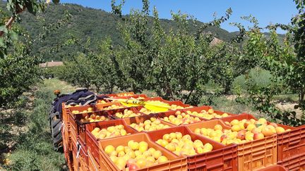 Récolte d'abricots à Glun en Ardèche, 16 juillet 2019. (NATHALIE RODRIGUES / FRANCE-BLEU DRÔME-ARDÈCHE)