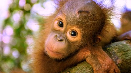 Un b&eacute;b&eacute; orang-outan photographi&eacute; dans un centre de protection animale sur l'&icirc;le de Born&eacute;o (Indon&eacute;sie), en 2013. (THOMAS BURNS / IAR / CATE / SIPA)