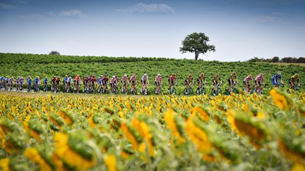 L'édition 2019 du Tour en France, entre Albi et Toulouse, le 17 juillet. 

 (DAVID STOCKMAN / BELGA MAG)