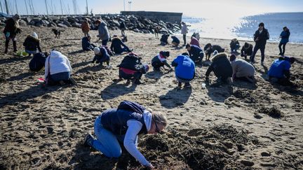 Des volontaires ramassent des billes de plastique sur une plage de Pornic le 21 janvier 2023 pour lutter contre la pollution du littoral. (LOIC VENANCE / AFP)