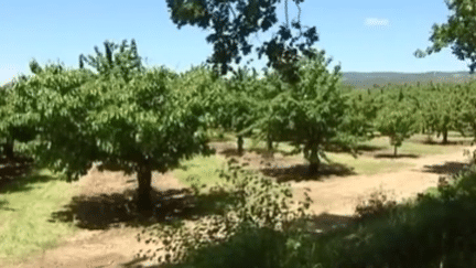 Les cerises françaises en danger