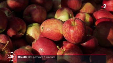 Fruits : une récolte de pommes satisfaisante malgré la météo