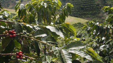 Une plantation de café en Colombie en 2016 (illustration). (SERGI REBOREDO / PICTURE ALLIANCE)