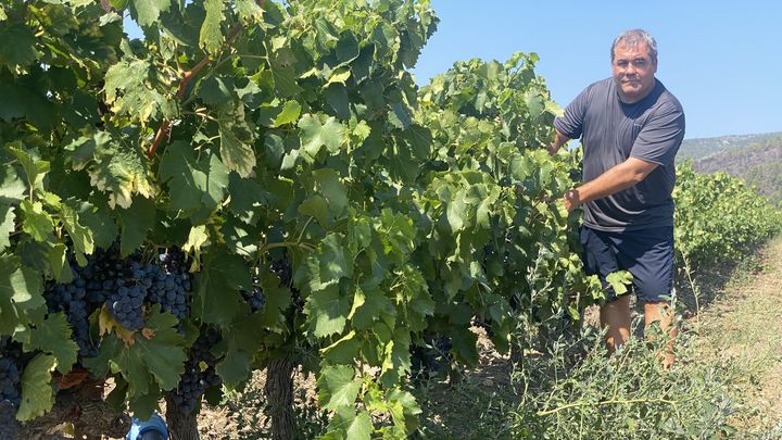 Sur les parcelles à irrigation raisonnée de Jean-Christophe Bourquin, les vignes n'ont été arrosées qu'une semaine début juillet. (LAURIANE DELANOE / RADIOFRANCE)