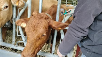 Fièvre catarrhale ovine : la Creuse en pénurie de vaccins, la FDSEA dénonce 