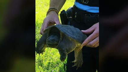 Un gendarme tient une tortune serpentine retrouvée le 26 mai 2020 à Ramonville-Saint-Agne&nbsp;(Haute-Garonne).&nbsp; (GENDARMERIE DE HAUTE GARONNE / FACEBOOK)