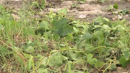 Intempéries : de violents orages de grêle se sont abattus sur le Médoc