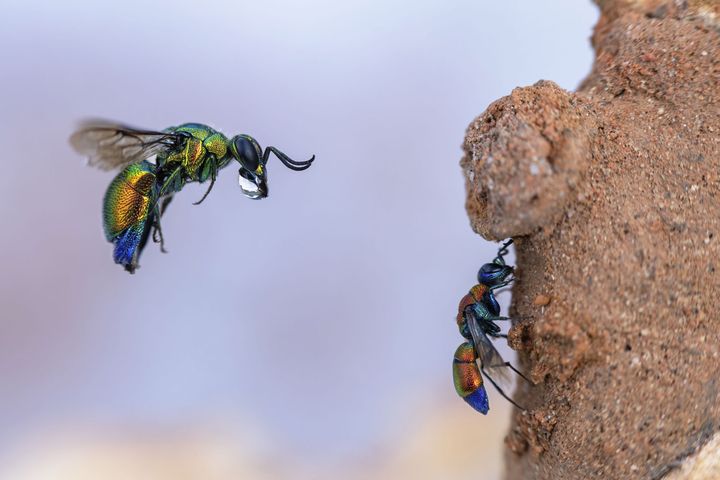 Près de Montpellier, une guêpe coucou est saisie en train d’essayer d’entrer dans le terrier d’argile d’une abeille maçonne, tandis qu’une plus petite guêpe coucou se nettoie les ailes en dessous. Cette guêpe rare parasite les nids des guêpes maçonnes : une fois à l’intérieur du terrier, elle pond un œuf puis referme l’ouverture. Lorsque l’œuf de la guêpe coucou éclôt, elle se nourrit des larves d’abeilles maçonnes qui se trouvent avec elle. Lorsque le photographe prenait ses clichés, la plus grosse des deux guêpes coucou s’est envolée et est revenue quelques secondes plus tard avec une goutte d’eau à la bouche. Elle utilise de l’eau et de la salive pour ramollir l’argile du terrier de la guêpe maçonne et se frayer un passage à l’intérieur.
Détails techniques : Canon EOS RP + 100mm f2.8 macro USM lens; 1/1250 at f6.3; ISO 1250; reflector. (FRANK DESCHANDOL / WILDLIFE PHOTOGRAPHER OF THE YEAR)