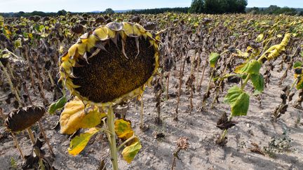 Un champ de tournesols brûlé par la sécheresse, dans le Gard, le 21 août 2019. (PASCAL GUYOT / AFP)