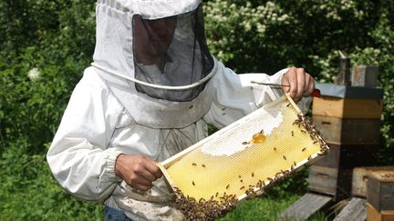 &nbsp; (Un apiculteur montrant la production des abeilles dans une ruche  © MaxPPP)