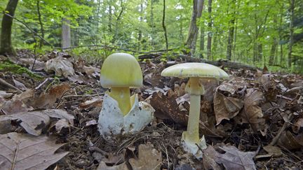 Des amanites phallo&iuml;des prises en photo dans la for&ecirc;t alsacienne. (SYLVAIN CORDIER / BIOSPHOTO / AFP)