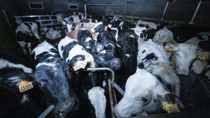 Des veaux entassés dans un&nbsp;élevage d'engraissement de veaux&nbsp;du Finistère, entre juillet et octobre 2019. (L214)