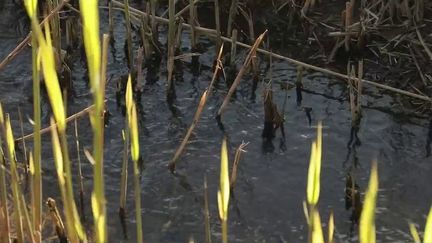 Environnement : quand des arrêtés préfectoraux font disparaître des cours d'eau