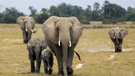 Des éléphants dans le parc d'Amboseli au Kenya, en août 2020.&nbsp; (DANIEL IRUNGU / EPA)