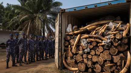 Lomé, Togo, janvier 2015. Les autorités togolaises ont saisi une cargaison de quatre tonnes d’ivoire provenant d’un massacre d’éléphants, en 2013, à Dzanga Bai en République centrafricaine. (BRENT STIRTON / GETTY IMAGES)