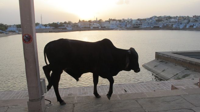 &nbsp; (PPushkar, son lac et ses vaches sacrées © Serge Martin)