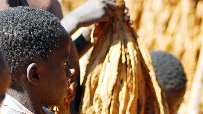 En juillet 2009, un enfant transporte des feuilles de tabac dans une plantation dans le village de Zeka au Malawi.
 (FELIX MPONDA / AFP)