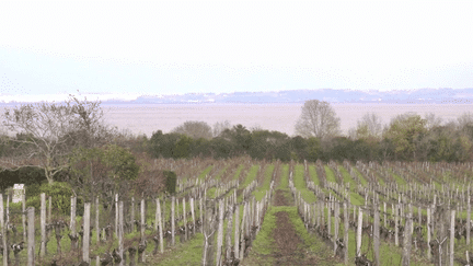 Depuis une dizaine d'années, près de 200 domaines et châteaux ont été rachetés par de riches Chinois. Ils promettaient de grands projets et des investissements, mais désormais, certains vignobles sont laissés à l'abandon et même mis à la vente. Comment en est-on arrivé là ? (France 3)