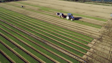 Une plantation de mâche, le 4 août 2005 à Machecoul (Loire-Atlantique). (MAXPPP)