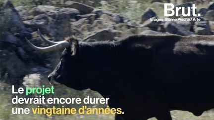 Dans la Réserve de Faia Brava, les vaches sont remises en liberté. L'objectif&nbsp;? Donner naissance à l'auroch, une espèce disparue il y a trois siècles. Une histoire racontée par Arte.&nbsp; (BRUT)