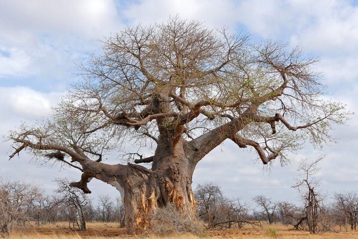 Adansonia digitata peut atteindre les 2500 ans (Bernard Dupont/Flickr, CC BY-SA). (Bernard Dupont/Flickr, CC BY-SA)